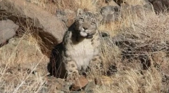 Снежните леопарди од централна азија (10 фотографии)